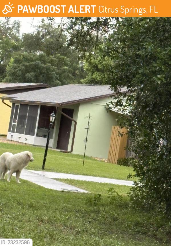 Found/Stray Unknown Dog last seen N Caressa Way and Devon, Citrus Springs, FL 34434