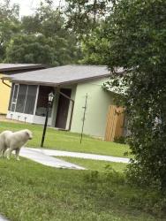 Found/Stray Unknown Dog last seen N Caressa Way and Devon, Citrus Springs, FL 34434