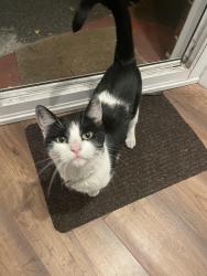 Found/Stray Unknown Cat last seen Cowick Road, Greater London, England 