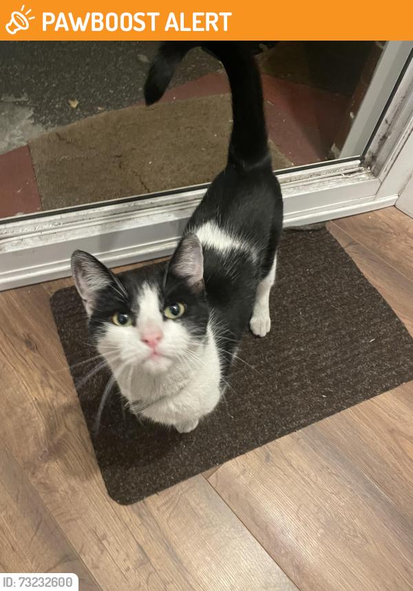 Found/Stray Unknown Cat last seen Cowick Road, Greater London, England 
