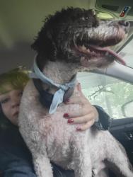 Found/Stray Male Dog last seen At the intersection of the girl scouts building, Johnson City, TN 37601