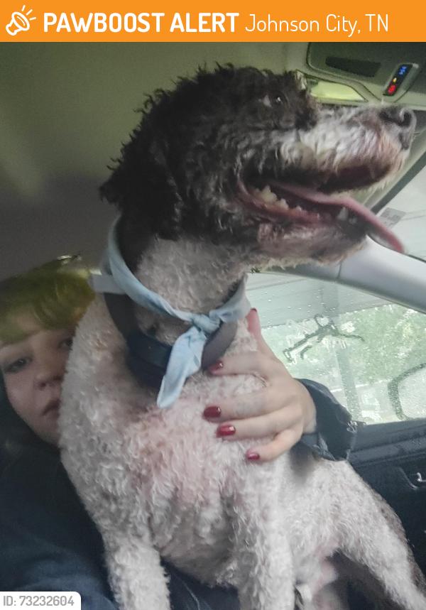 Found/Stray Male Dog last seen At the intersection of the girl scouts building, Johnson City, TN 37601