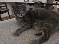 Reunited Male Cat last seen Near willowbrook ave. Los Angeles, CA 90029, Los Angeles, CA 90029