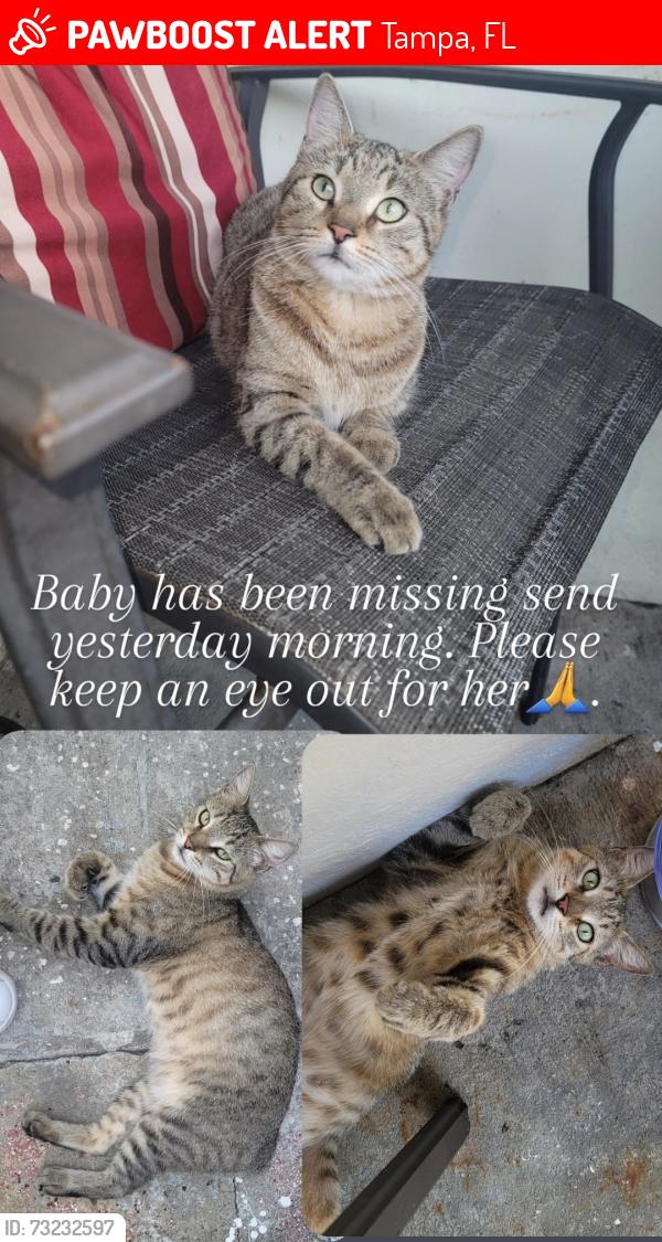 Lost Female Cat last seen Gunn Hwy and Nixon, Tampa, FL 33624