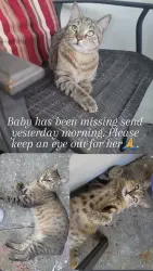 Lost Female Cat last seen Gunn Hwy and Nixon, Tampa, FL 33624