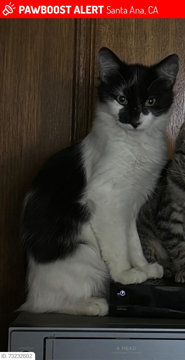 Lost Male Cat last seen Neighborhood in between Godinez Highschool and Valley Highschool, Santa Ana, CA 92703