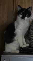 Lost Male Cat last seen Neighborhood in between Godinez Highschool and Valley Highschool, Santa Ana, CA 92703