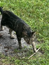 Found/Stray Unknown Cat last seen Deer Point, Deerfield Beach, FL 33442