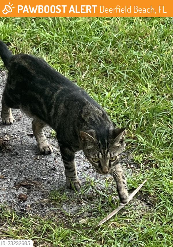 Found/Stray Unknown Cat last seen Deer Point, Deerfield Beach, FL 33442