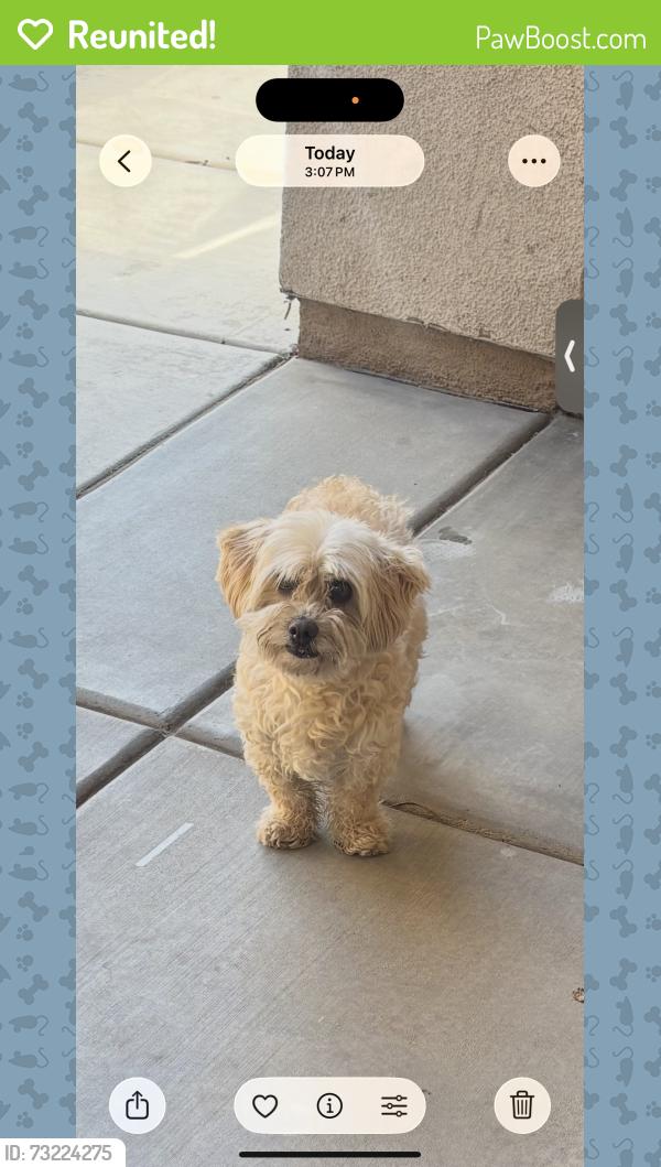 Reunited Female Dog last seen Cypress pointe HOA, Victorville, CA 92394