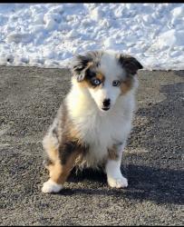 Reunited Female Dog last seen Sudley road Manassas, Manassas, VA 20110