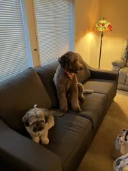Lost Female Dog last seen Near Royalty circle Ne, Salem, OR 97301