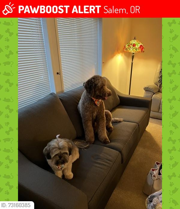 Lost Female Dog last seen Near Royalty circle Ne, Salem, OR 97301