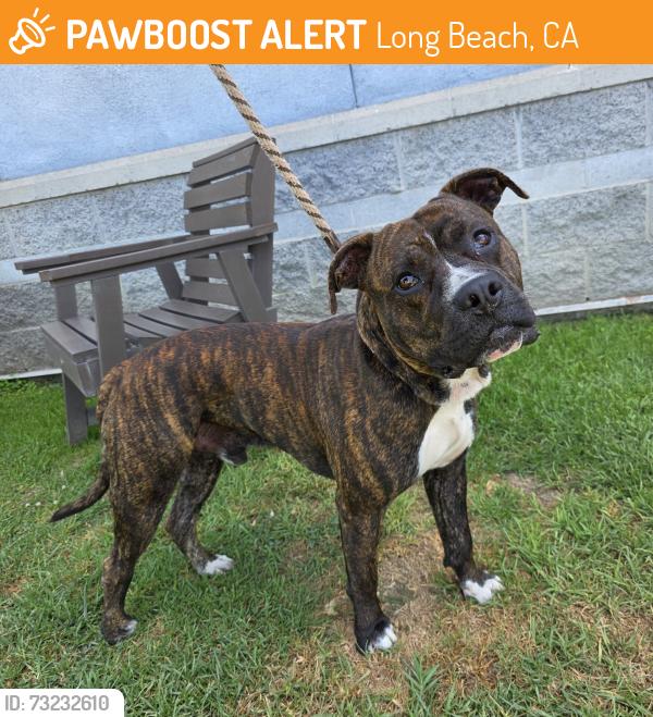 Found/Stray Male Dog last seen Near E Ocean Blvd, Long Beach, CA 90803, Long Beach, CA 90803