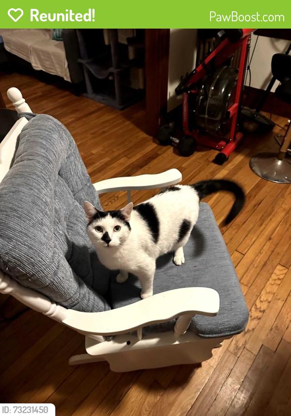 Reunited Male Cat last seen South and Rosemary street, Boston, MA 02130