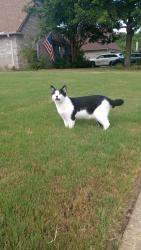 Lost Male Cat last seen Weston, Olive Branch, MS 38654
