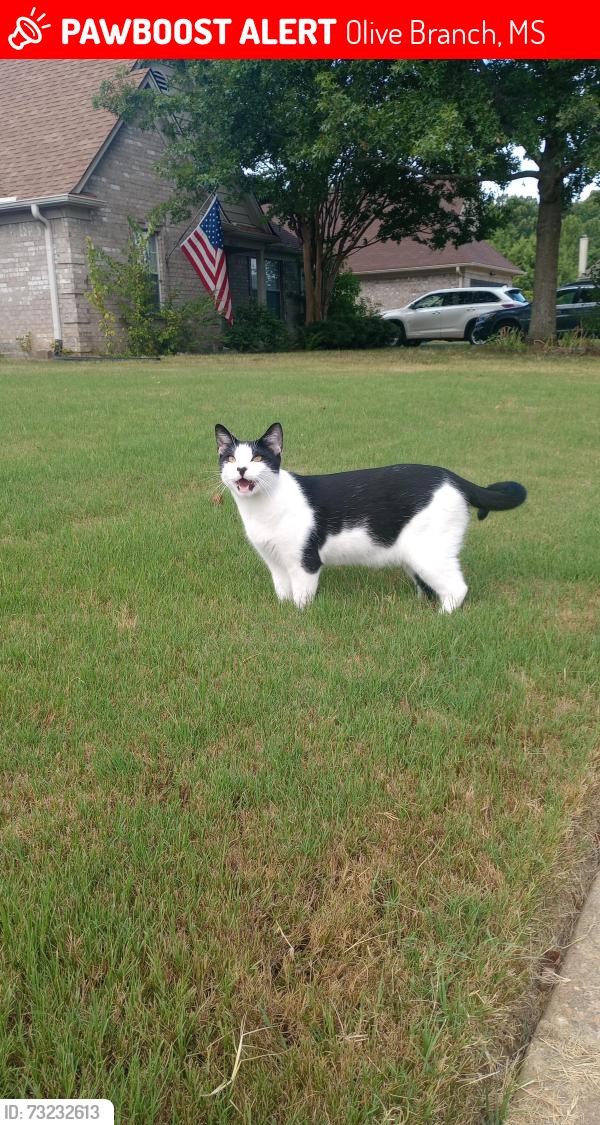 Lost Male Cat last seen Weston, Olive Branch, MS 38654
