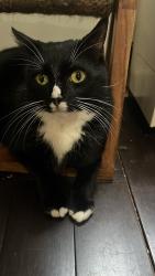 Reunited Male Cat last seen 88-10 Whitney Ave, Queens, NY 11373