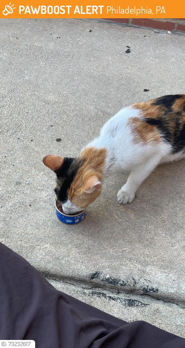 Found/Stray Female Cat last seen 40th and Haverford Ave, Philadelphia, PA 19104