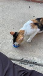 Found/Stray Female Cat last seen 40th and Haverford Ave, Philadelphia, PA 19104