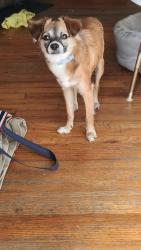 Lost Male Dog last seen Circle k 8609 Garvey Rosemead, Rosemead, CA 91770