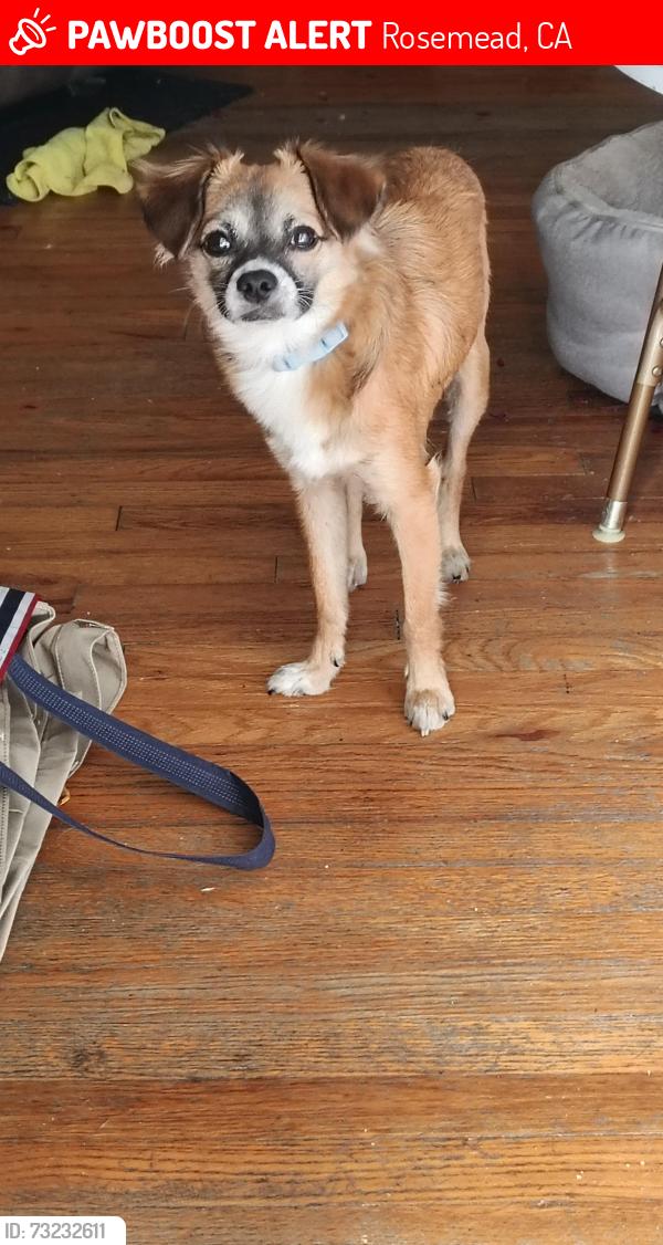 Lost Male Dog last seen Circle k 8609 Garvey Rosemead, Rosemead, CA 91770