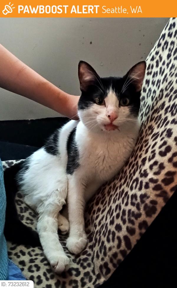 Found/Stray Male Cat last seen Ranier ave S and Andover wy S, Seattle, WA 98118