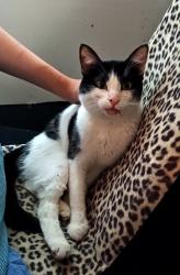 Found/Stray Male Cat last seen Ranier ave S and Andover wy S, Seattle, WA 98118