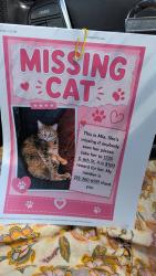 Lost Female Cat last seen 6th and Pierce streets, Philadelphia, PA 19148