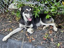 Found/Stray Male Dog last seen Swift & Finch Coffee, Rome, GA 30161