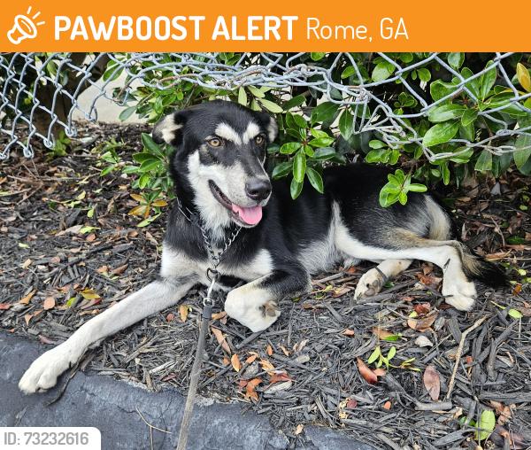 Found/Stray Male Dog last seen Swift & Finch Coffee, Rome, GA 30161