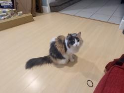 Reunited Female Cat last seen Slipped out of an open door. Campbell Ave on the San Jose/Santa Clara border, San Jose, CA 95126
