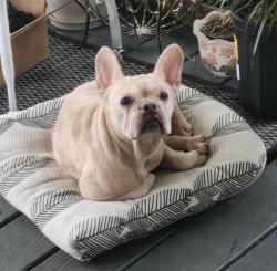 Found/Stray Female Dog last seen Salem Church Road and Old Johnson Road, Johnston County, NC 27591