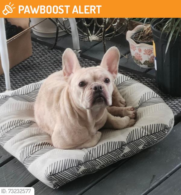 Found/Stray Female Dog last seen Salem Church Road and Old Johnson Road, Johnston County, NC 27591