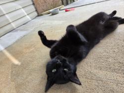 Found/Stray Unknown Cat last seen Court St, Maryville, TN 37803