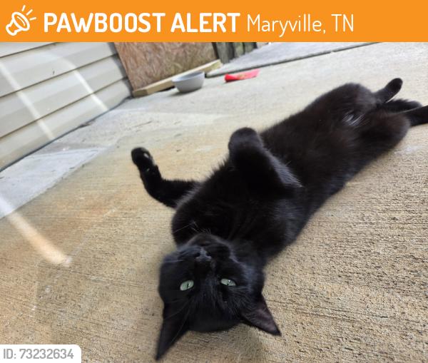 Found/Stray Unknown Cat last seen Court St, Maryville, TN 37803