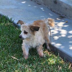Found/Stray Male Dog last seen Lincoln Ave and River Rd, Corona, CA 92882