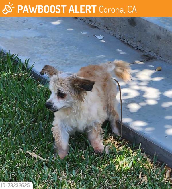 Found/Stray Male Dog last seen Lincoln Ave and River Rd, Corona, CA 92882