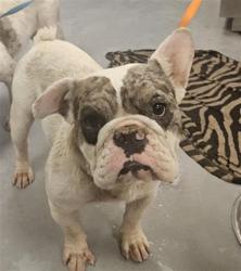 Shelter Stray Female Dog last seen MERIDIAN AND ESPLANADE, SAN JACINTO, 581 S Grand Ave, San Jacinto, CA 92582, USA