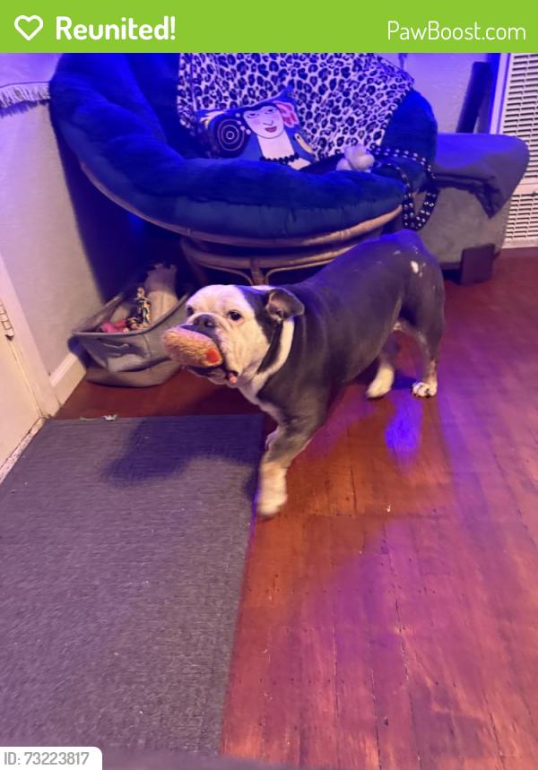 Reunited Female Dog last seen 12th street and lissetta ave, Sacramento, CA 95817