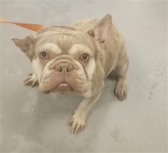 Shelter Stray Female Dog last seen MERIDIAN AND ESPLANADE, SAN JACINTO, 581 S Grand Ave, San Jacinto, CA 92582, USA