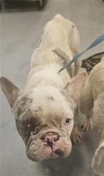 Shelter Stray Male Dog last seen MERIDIAN AND ESPLANADE, SAN JACINTO, 581 S Grand Ave, San Jacinto, CA 92582, USA
