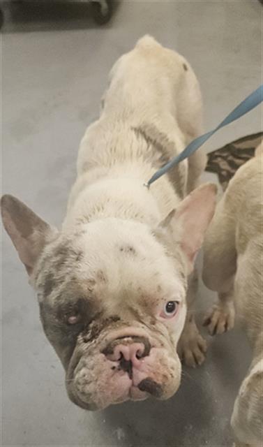 Shelter Stray Male Dog last seen MERIDIAN AND ESPLANADE, SAN JACINTO, 581 S Grand Ave, San Jacinto, CA 92582, USA