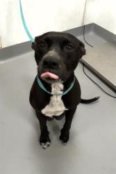 Shelter Stray Female Dog last seen Near BLOCK N THOMPSON ST, HEMET, CA, 581 S Grand Ave, San Jacinto, CA 92582, USA