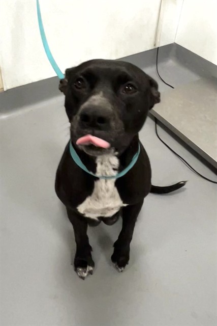 Shelter Stray Female Dog last seen Near BLOCK N THOMPSON ST, HEMET, CA, 581 S Grand Ave, San Jacinto, CA 92582, USA
