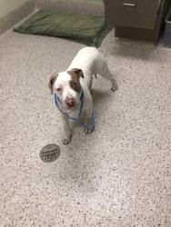 Shelter Stray Male Dog last seen WESTCHESTER DR AND HEATHER PL, 12155 Park Blvd, Brighton, CO 80601, USA
