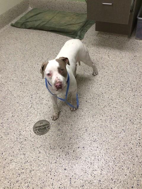 Shelter Stray Male Dog last seen WESTCHESTER DR AND HEATHER PL, 12155 Park Blvd, Brighton, CO 80601, USA