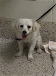 Shelter Stray Male Dog last seen Near BLOCK OECOS ST #339, 12155 Park Blvd, Brighton, CO 80601, USA