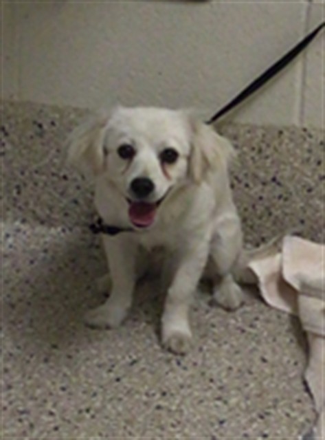 Shelter Stray Male Dog last seen Near BLOCK OECOS ST #339, 12155 Park Blvd, Brighton, CO 80601, USA