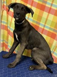 Shelter Stray Female Dog last seen , 38550 Sierra Hwy, Palmdale, CA 93550, USA